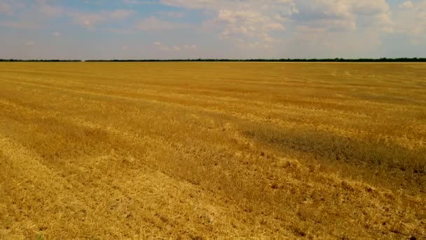 Vista aérea del campo de trigo con paja seca amarilla después de cosechar los cultivos de grano — Vídeos de Stock