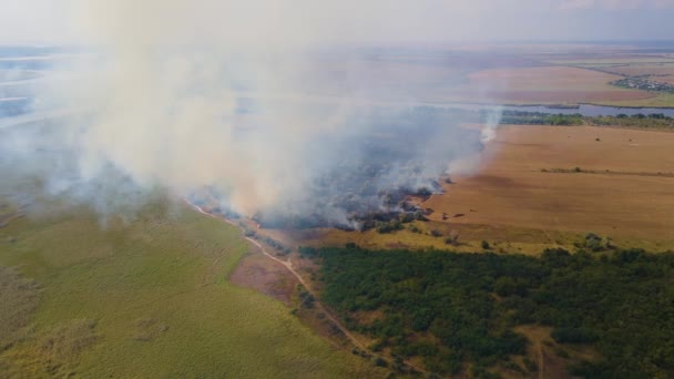 Top view of fire erupted in forest and dry grass with climbing white smoke above burning branches of trees — Stock Video