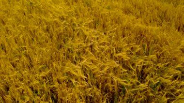 Olgun buğday tarlasında uçan dron. Tahıl ekinlerinin güzel yaz manzarası. Tarımsal tarım alanlarına üst görünüm