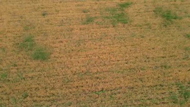 Ucpané plodiny suchého ječmene připraveného ke sklizni se zelenou trávou a plevelem — Stock video