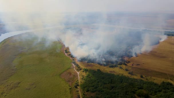 Velká plocha je pohlcena ohněm a kouřem kvůli velkému vznícení suché trávy a stromů v blízkosti lesa — Stock video