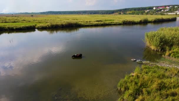 Huiselijke bruine koe drinkwater uit rivier en kleine eend zwemmen met wolken reflectie in de buurt van het dorp in zonnige dag — Stockvideo