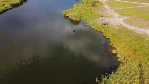 Samotna krowa pijąca wodę z rzeki i stojąca blisko brzegu z odbiciem chmur — Wideo stockowe