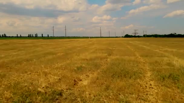 Tarım tarlasında buğday ve arpa hasadı topladıktan sonra sakal ve saman. — Stok video