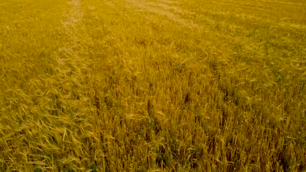 Clip cinematográfico aéreo: Drone volando sobre el campo de cebada madura. Hermoso paisaje de verano de cultivos de grano. Vista superior a las superficies agrícolas — Vídeos de Stock