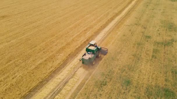 Combine colheitadeira reúne colheita de trigo. Colheita de cevada em grande campo seco — Vídeo de Stock