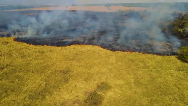 Drónlövedék tüzel az erdőben. Nagy lángok a tűzvész és a vonal égő száraz fű — Stock videók
