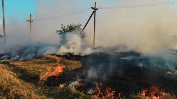 Närbild bränna torr stubb med varm aska. Episk antenn syn på rökning vild eld på jordbruksmark. Stora rökmoln och flamspridning — Stockvideo