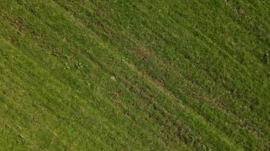 Yeşil tarlada tepeden aşağı manzara. Kuraklık sırasında otlu tahıl ekinleri ve kuru toprak.