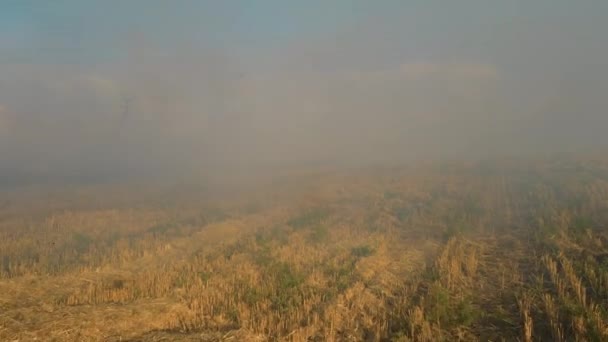 Zamknąć chmury ognia. Płomień na polach rolnych rozprzestrzenia się, klęska żywiołowa. Suchy zarost roślin płonących — Wideo stockowe