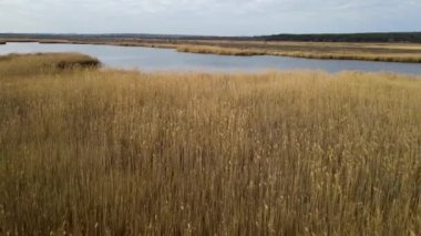 Sarı sazlar gölde ya da bataklıkta Gökyüzü yansıması suda