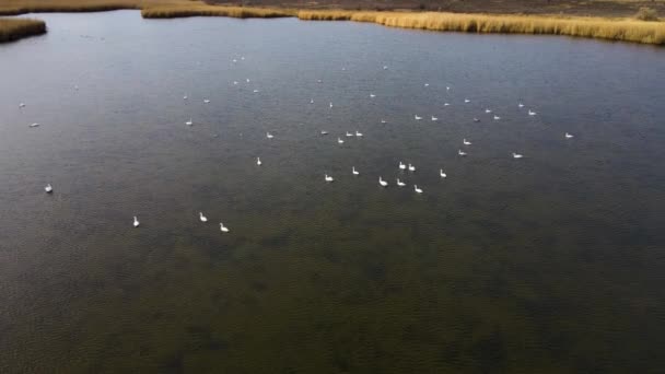 Зграя лебедів, що плавають в озері — стокове відео