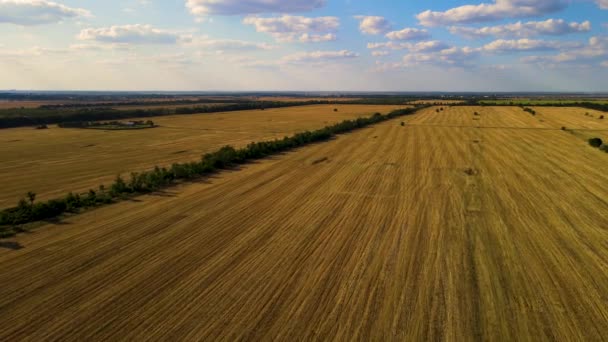 Sekaná pole obilnin z ječmene a pšenice se suchým žlutým strništěm a selským domem — Stock video