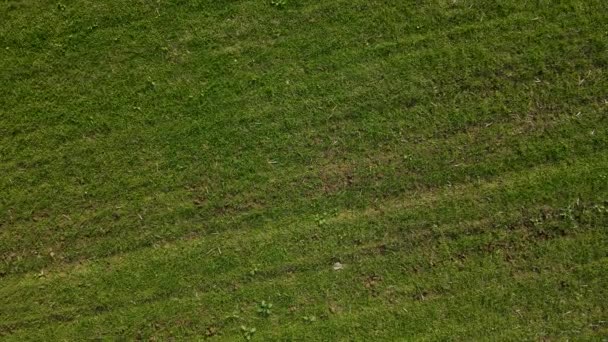 Vista de cima para baixo no campo de trigo verde com ervas daninhas e terra seca durante a seca — Vídeo de Stock