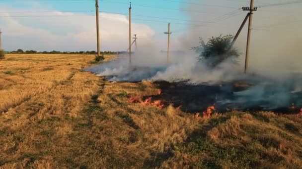 Divoký požár suchých strnišť na zemědělském poli — Stock video