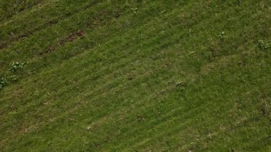 Yeşil arpa tarlasında, kuraklık sırasında yabani otlar ve kuru zemin en tepede.