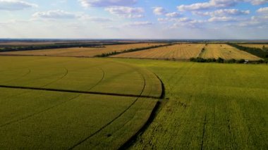 Kurak iklimlerde ıslanmak için dairesel sulama sistemi olan yeşil buğday tarlası
