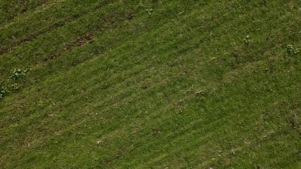 Pohled shora dolů na zelené ječmen pole s plevelem a suché půdy během sucha — Stock video