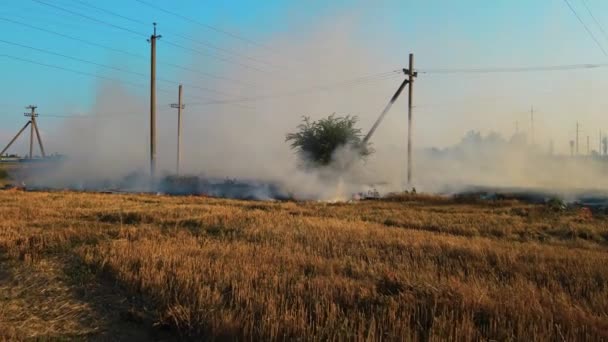 들에서 연기가 구름을 이루며 마른 초개를 태우는 야생화 — 비디오