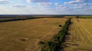 Mown fields of grain crops of barley and wheat with dry yellow stubble under blue sky with puffy clouds