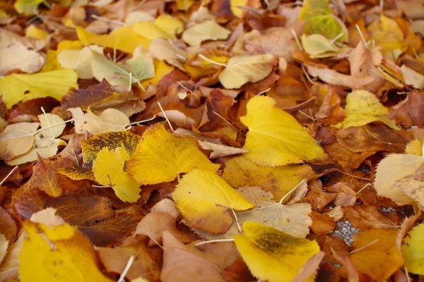 Осень Желтые Оранжевые Листья Дороге — стоковое фото