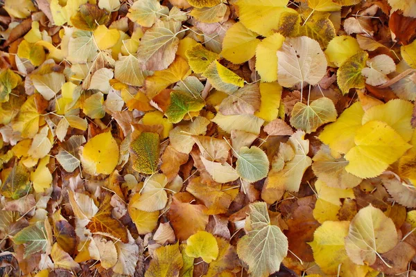 Őszi Sárga Narancssárga Levelek Úton — Stock Fotó