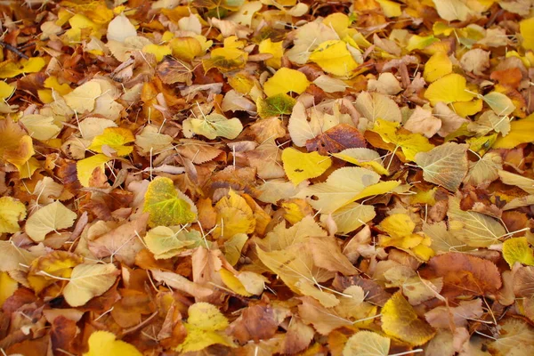 Autumn Yellow Orange Leaves Road — Stock fotografie