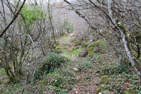 Waldweg Den Bergen — Stockfoto