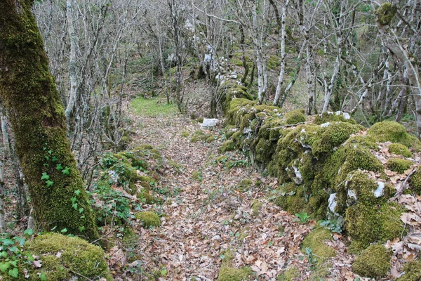 Sentier Forestier Dans Les Montagnes — Photo