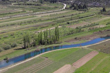 İlkbaharda nehrin kıyısındaki üzüm bağları
