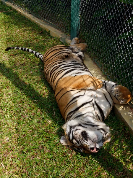 Retrato de close-up de um jovem tigre siberiano se deita e dorme no concreto, uma mão de homem toca nele. — Fotografia de Stock