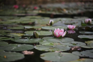 Güzel bir sürü pembe nilüfer çiçeği ve gölde yaprak.