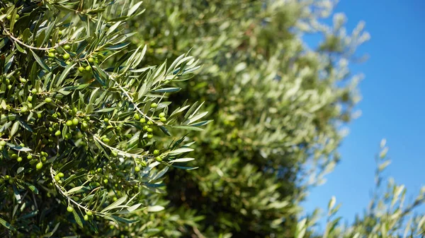 Zbliżenie Gałązki Oliwnej Liśćmi Zielonymi Oliwkami Drzewo Oliwne Blisko Grecji — Zdjęcie stockowe
