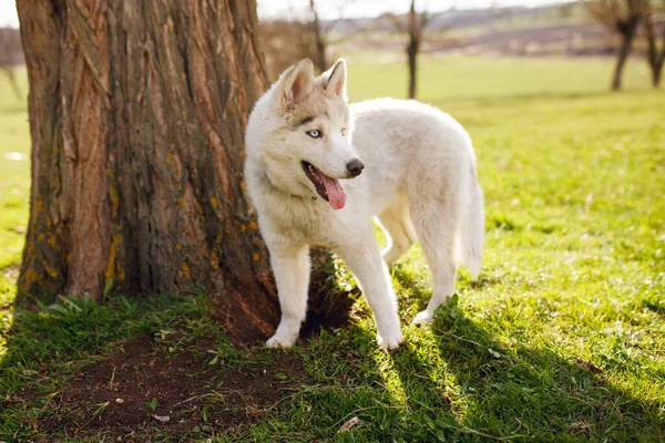 緑の草の背景に 彼の舌がぶら下がって 木の横に面白いハスキー犬が立っています — ストック写真