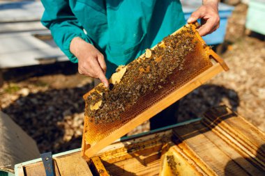 Bir arı yetiştiricisi kovan arka planında bal peteğine bakıyor..