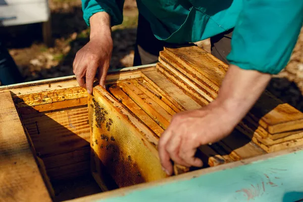 Een Imker Werkend Getogen Met Honing Uit Korf — Stockfoto