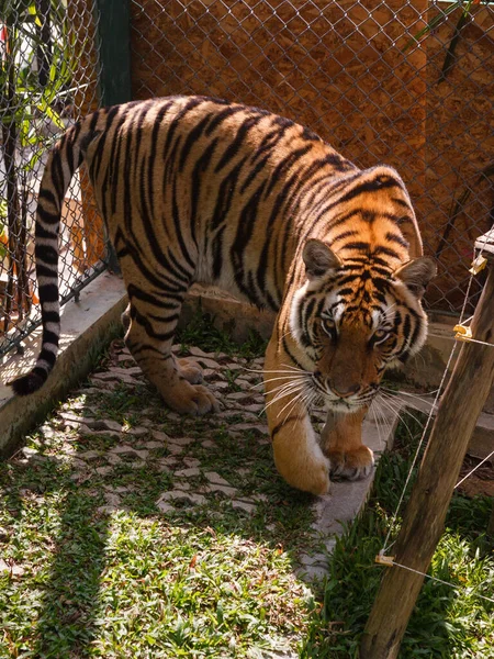 Přední Pohled Roztomilé Sibiřské Tygří Mládě Prochází Voliérou Svislé Zobrazení — Stock fotografie
