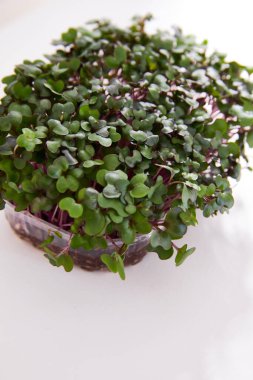 Beyaz arkaplanda turpun taze mikro yeşili