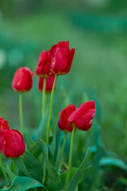 Kırmızı laleler sahada. Bahar bulanık arka plan, kartpostal. Anneler Günü, Kadınlar Günü, Tatil. Yumuşak seçici odaklanma, odağını kaybetme. Boşluğu kopyala.