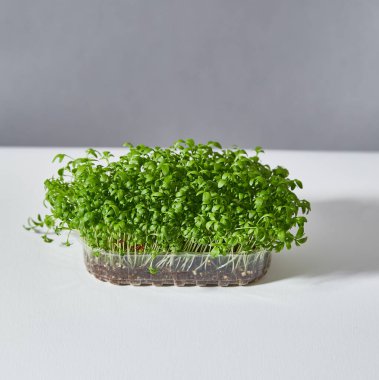 Yeşillik yetiştiren plastik kutular. Tam boy, gri arkaplan. Süper yemek..