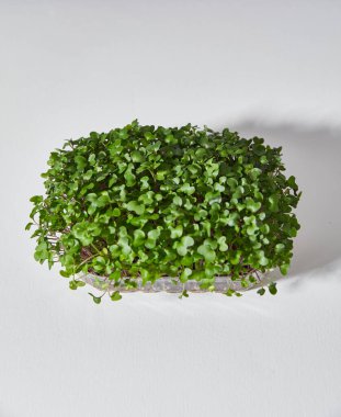 İçinde turp yetiştiren plastik kutular. Tam boy, beyaz arkaplan. Süper sağlıklı yemek..