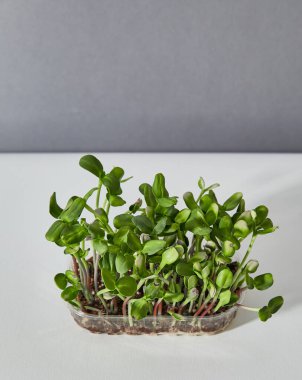 Gri arka planda izole edilmiş yeşil ayçiçeği filizli plastik bir kutunun yakın plan görüntüsü. Metin için boşluk.