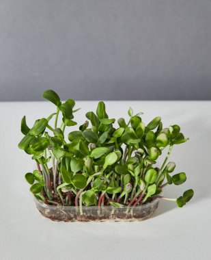 Beyaz arka planda izole edilmiş yeşil ayçiçeği lahanalı plastik bir kutunun yakın plan görüntüsü. Yatay görüş. Metin için boşluk.