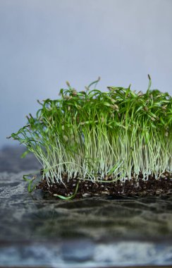 Gri arka planda izole edilmiş palmiye alt tabakası olan bir mikro yeşil filizin yakın plan görüntüsü. Dikey görünüm.