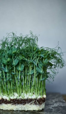 Gri arkaplanda izole edilmiş yeşil bezelye filizlerinin yakın plan görüntüsü. Dikey görünüm. Metin için boşluk.