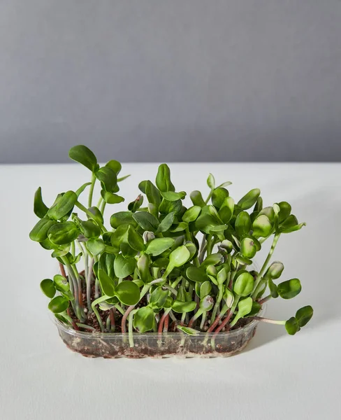 Beyaz arka planda izole edilmiş yeşil ayçiçeği lahanalı plastik bir kutunun yakın plan görüntüsü. Yatay görüş. Metin için boşluk.