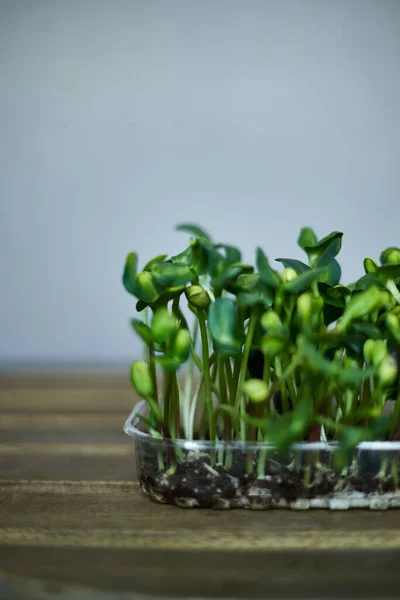 Closeup Image Microgreen Sprouts Green Sunflowers Palm Substrat Isolated Grey — Stock Photo, Image