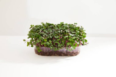 Beyaz arkaplanda plastik bir kutuya yerleştirilmiş turpun taze mikroyeşili.