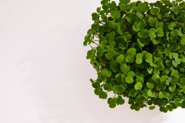 Beyaz parlak arkaplanda izole edilmiş plastik bir kutuya yerleştirilmiş fesleğenin taze mikro yeşili. Metin için boşluk.