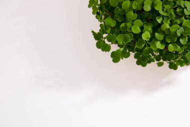 Beyaz parlak arkaplanda izole edilmiş plastik bir kutuya yerleştirilmiş fesleğenin taze mikro yeşili. Boşluğu kopyala.